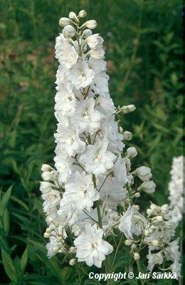 Delphinium Pacific Giant -Ryhmä 'Galahad'